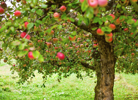 An apple tree full of ripe red fruit