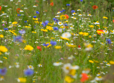 Close-up photo of a field of yellow, blue, white and red wildflowers