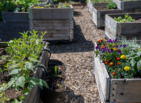 A variety of raised planting beds filled with colourful flowers and plants