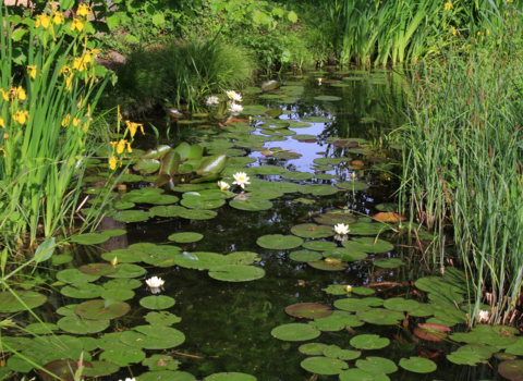 A pond covered in waterlilies 