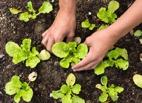 A pair of hands planting small green plants in a soil patch