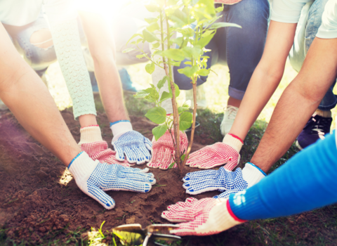 Group of people all planting a sapling in the ground