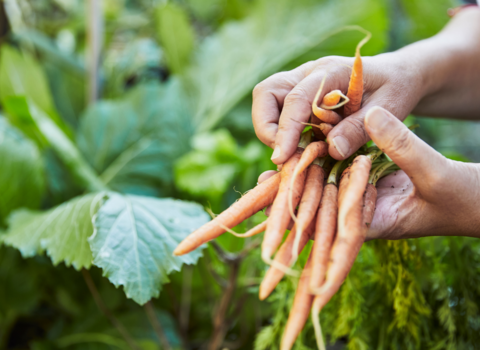 Someone harvesting carrots from a vegetable patch