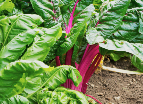 A patch of rainbow chard with purple stems and green leaves