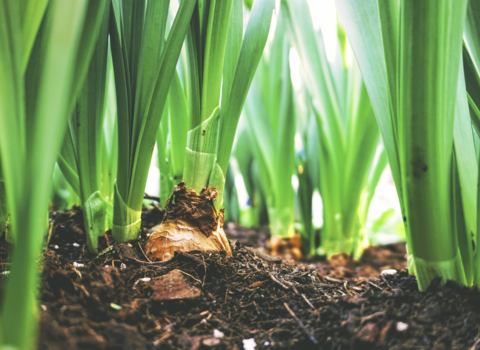 Close up photograph of bulbs with green shoots growing from the ground