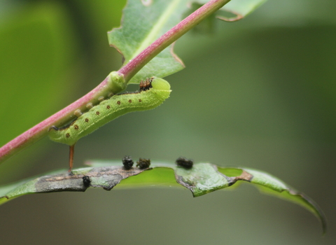 The caterpillar of a broad-bordered bee hawk-moth climbing a honeysuckle stem. It's a green caterpillar with white lines and red dots