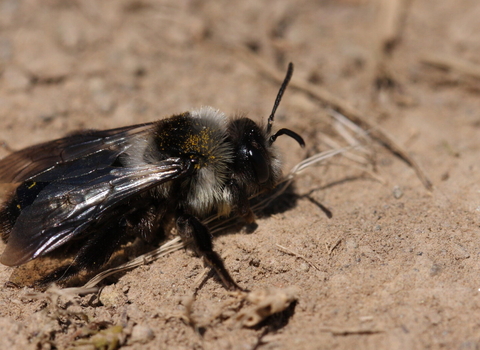 Ashy mining bee