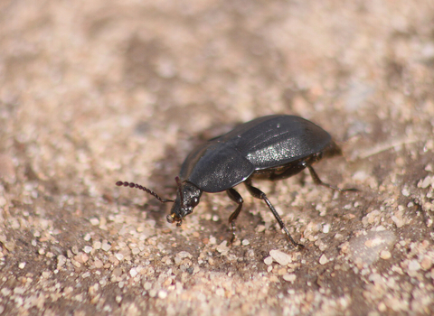 A black snail beetle crossing a path