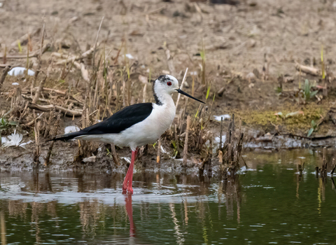 A black-winged stilt wading through a mud-fringed pool, its extremely long pink legs keeping the black and white body well above the water