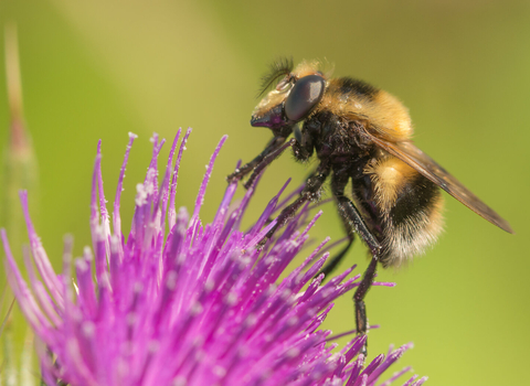 A bumblebee mimic hoverfly on a purple thistle flower. It's a fuzzy black and yellow hoverfly with a white tip to the abdomen, looking just like a bee. It's given away by its large eyes and short antennae