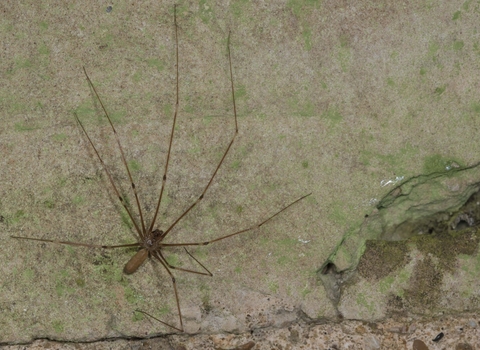 Cellar spider