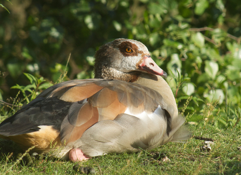 An Egyptian goose sitting o a grassy bank