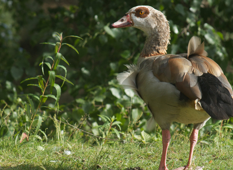 Egyptian goose