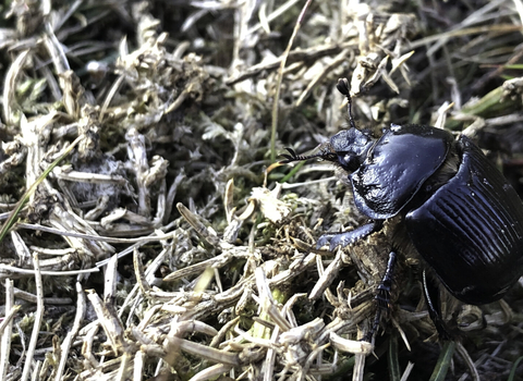 Female minotaur beetle