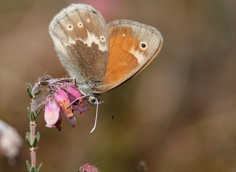 Large heath butterfly