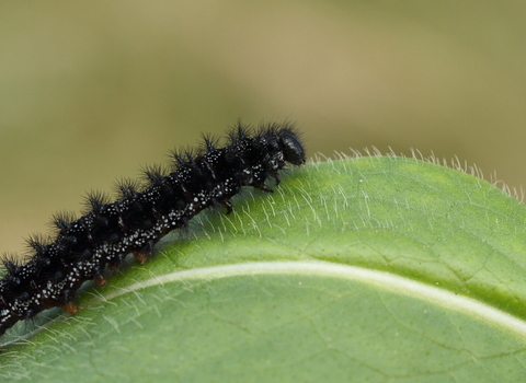 Marsh fritillary caterpillar