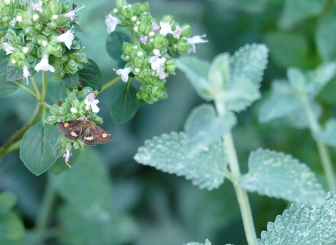 Mint moth on wild marjoram